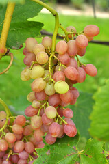Grapes ripen on the branch of the bush