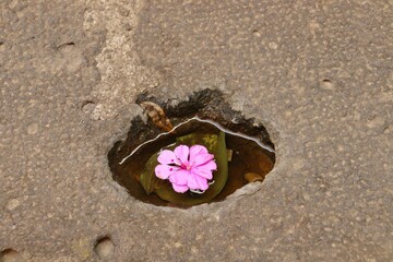 flower on the sand