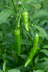 closeup the bunch ripe green chilly with leaves and plant growing in the farm soft focus natural green brown background.
