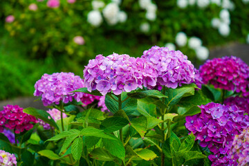 Hydrangea Garden of Mimuroto-ji Temple in Uji, Kyoto, Japan