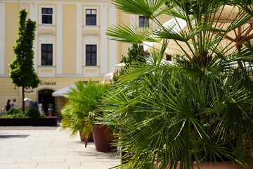  lush green palm fern closeup in city square with stucco exterior. summer scene. bright green leaves. gardening and landscaping concept. low maintenance plant. macro view of leaves. leisure, outdoors