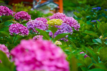Hydrangea Garden of Mimuroto-ji Temple in Uji, Kyoto, Japan