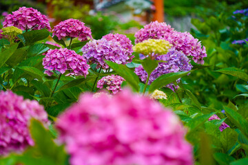 Fototapeta premium Hydrangea Garden of Mimuroto-ji Temple in Uji, Kyoto, Japan
