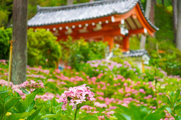 Fototapeta na wymiar Hydrangea Garden of Mimuroto-ji Temple in Uji, Kyoto, Japan