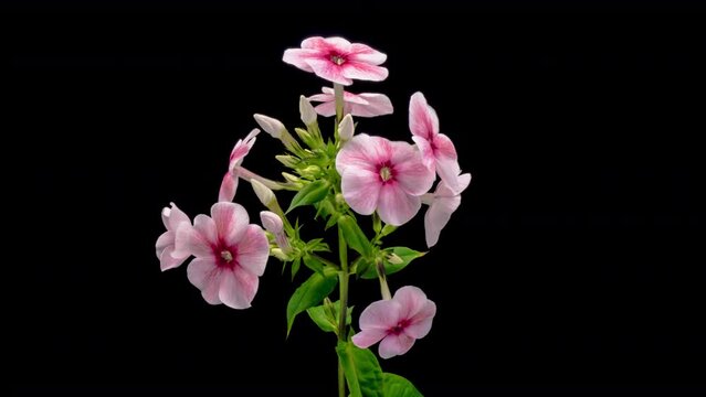 Pink phlox flowers blooming on black background in timelapse, closeup video shot