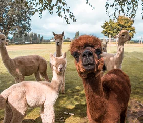 Foto auf Alu-Dibond alpacas on a farm © Michelle