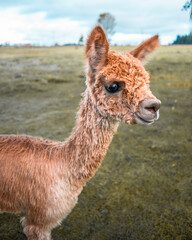 Fototapeta premium baby alpaca on a green farm