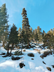 winter forest in the mountains