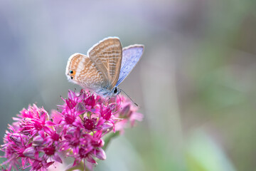 Argus butterfly on pink sedum flower