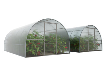 Two farm greenhouses with green bushes and ripe red tomato fruits. Visualization of a greenhouse for growing plants, fruits, berries, vegetables, flowers. Transparent background. 3d rendering