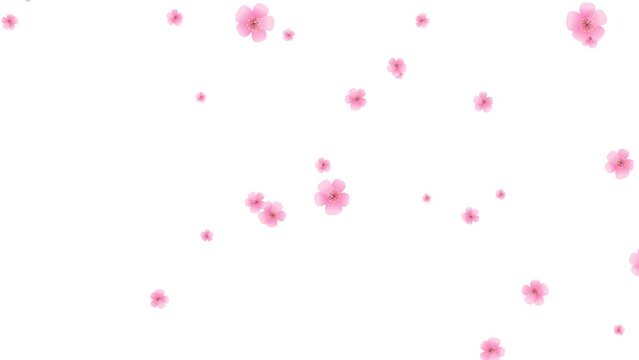 Pink petals. Abstract falling cartoon cherry blossoms. Spring background. Easter. Overlay. Isolated flowers. White screen. Loop. 25 fps 