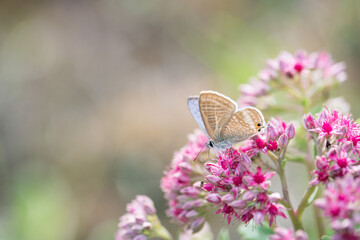 Argus butterfly on pink sedum flower