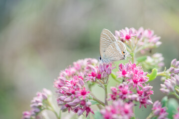 Argus butterfly on pink sedum flower