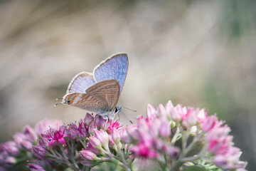 Argus butterfly on pink sedum flower