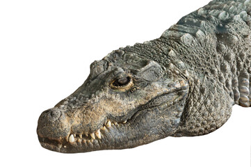 crocodile portrait isolated on white background