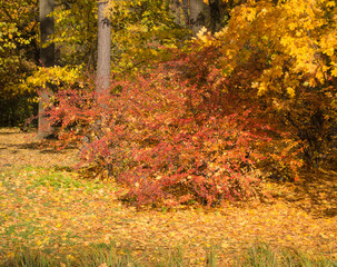 sunny autumn landscape
