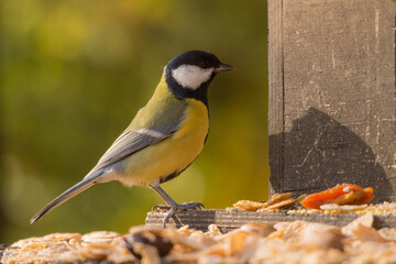 portrait of a titmouse