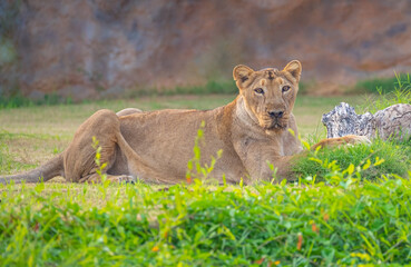 A Lioness sitting on ground
