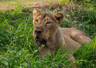 Fototapeta na wymiar A Lioness in grass looking away