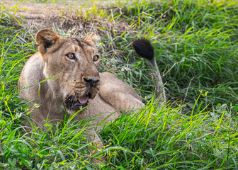 A Lioness in grass in woods
