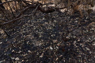 Drought in a forest. Dry summer in france with a high risk of a forest fire. High quality photo