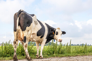 Cow passing looking grumpy, manure dirt on legs and udder , turning her head backwards, on a milking path in summer