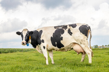 Cow black mottled with round large udder, standing in a pasture, in a field and a blue cloudy sky,...