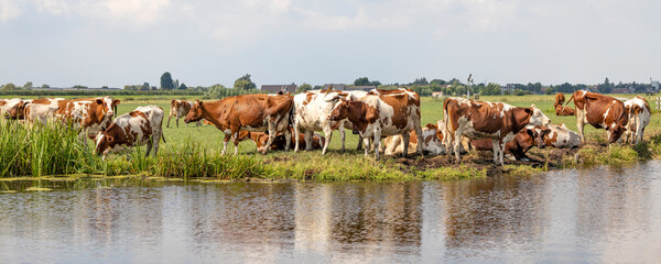 Cows on the bank of a creek, in a typical landscape of the netherlands, summer afternoon and cool...