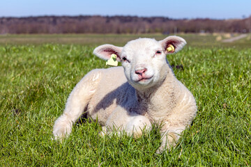 Naklejka na ściany i meble Little lamb, looking friendly, white lambkin laying down relaxed and cheerful