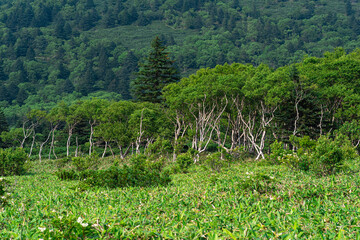 Fototapeta na wymiar stone birches among bamboo thickets, wooded landscape of Kunashir island, monsoon coastal forest