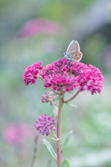 Argus butterfly on pink sedum flower