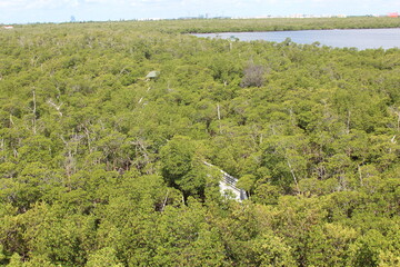 Aerial view of a pathway in the trees