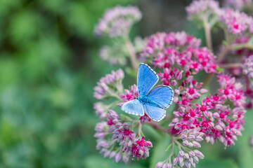 Blue argus butterfly on pink sedum flower