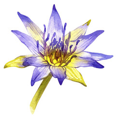 Hand drawn watercolor illustration of blue Egyptian lotus (Nymphaea caerulea) flower. Blue water lily flower isolated on white 