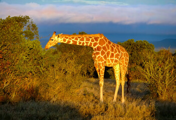 A Giraffe in the morning light of Ol-Pejeta Game Park in Kenya East Africa.