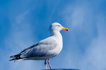 seagull on blue sky