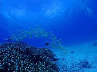 Fototapeta na wymiar サンゴに集まるヨスジフエダイの群れ／沖縄・黒島海底