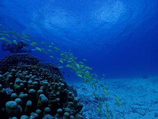 サンゴに集まるヨスジフエダイの群れ／沖縄・黒島海底