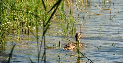 Braune Ente auf dem See