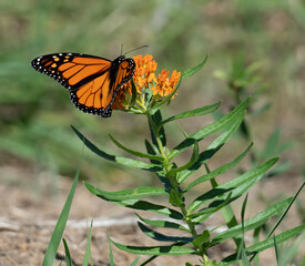 beautiful monarch butterfly feeds on flowers