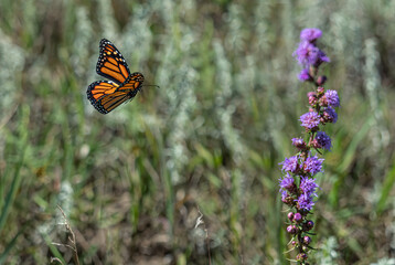 beautiful monarch butterfly feeds on flowers