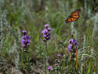 beautiful monarch butterfly feeds on flowers