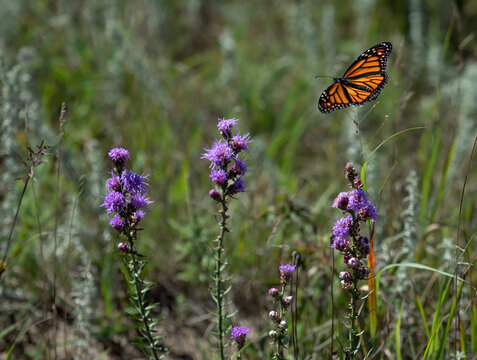beautiful monarch butterfly feeds on flowers