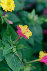 Mirabilis jalapa, the marvel of Peru or four o'clock flower, Jalapa (or Xalapa), continues to bloom, evening pleasure flowers (Turkish name: aksam sefasi cicegi). Plant used for medical purposes