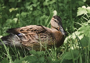 Ente in der Natur - duck in the nature