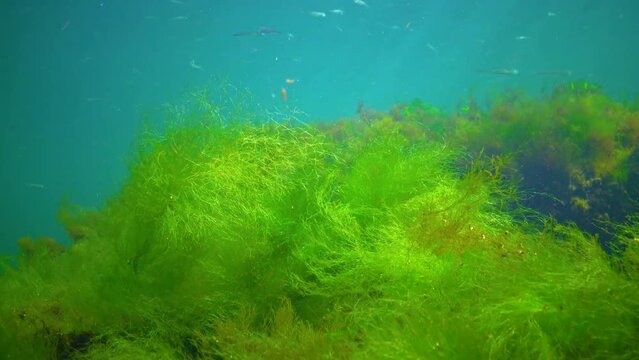 Green algae (Cladophora, Enteromorpha, Ulva) grow on rocks at the bottom in the Black Sea