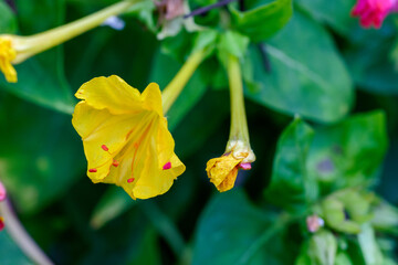 Mirabilis jalapa, the marvel of Peru or four o'clock flower, Jalapa (or Xalapa), continues to bloom, evening pleasure flowers (Turkish name: aksam sefasi cicegi). Plant used for medical purposes