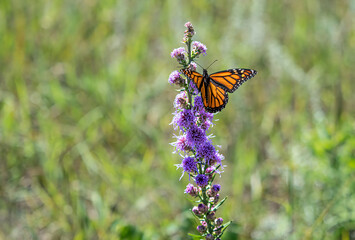 Fototapeta na wymiar beautiful monarch butterfly feeds on flowers
