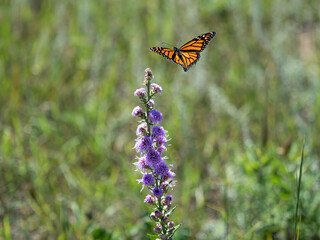 beautiful monarch butterfly feeds on flowers