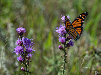 beautiful monarch butterfly feeds on flowers